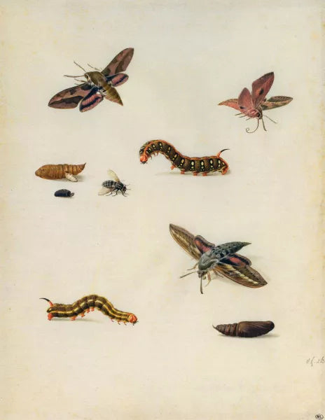 Insects