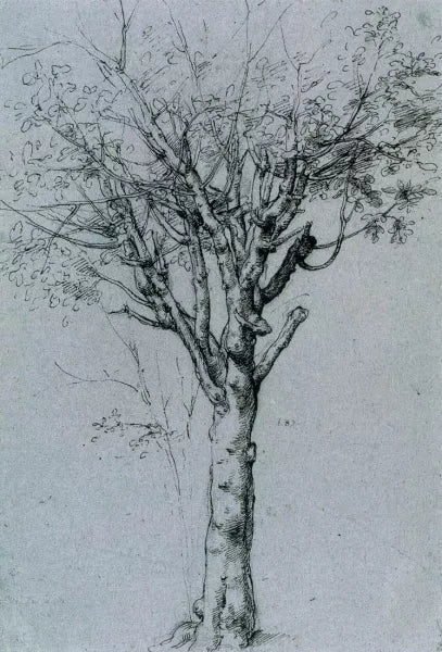Study of a Tree