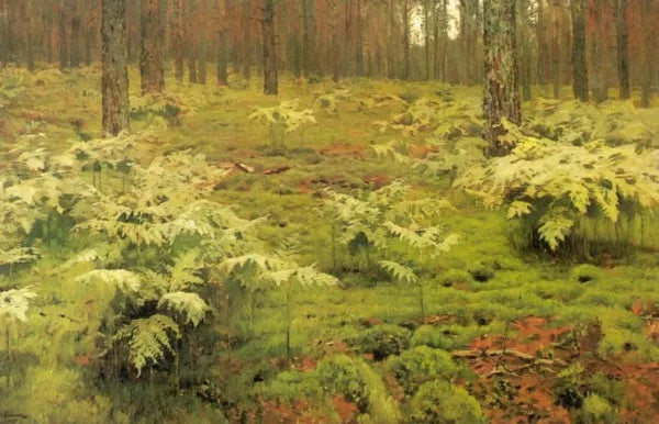Ferns in a Forest