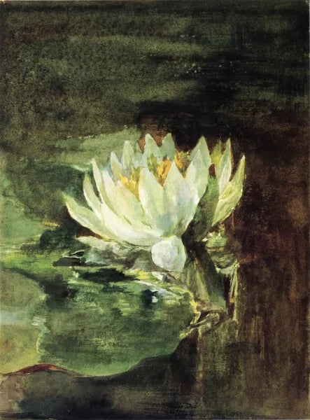 Single Water-Lily in Sunlight