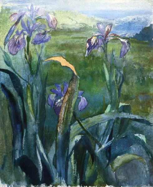Blue Iris, Study
