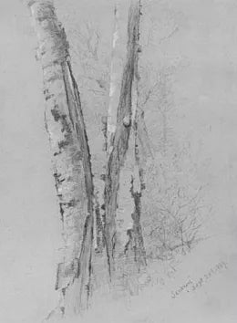 Study of Birch Trunks (Scribners')