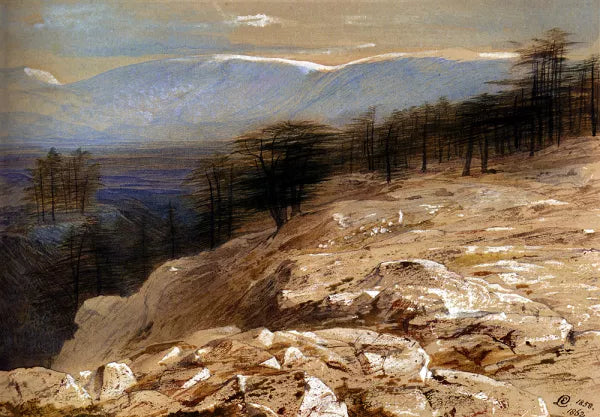 The Cedars of Lebanon