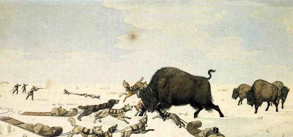 Buffalo Hunt