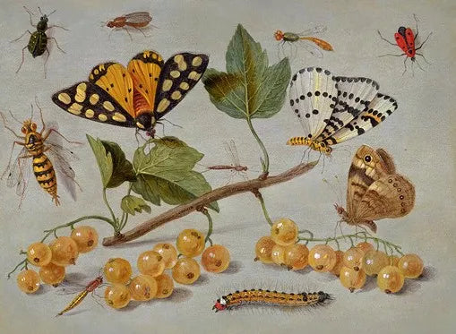 Butterflies and Insects