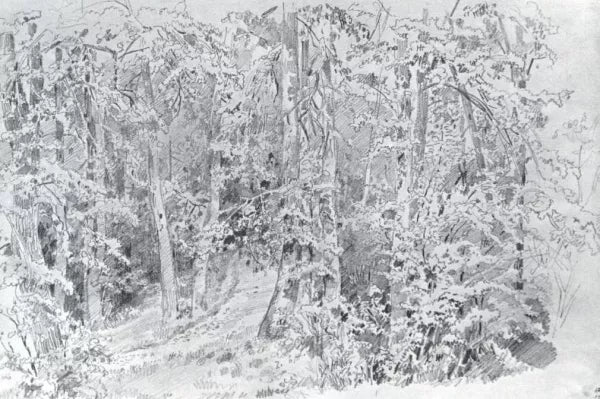 In a Forest, Falled Tree