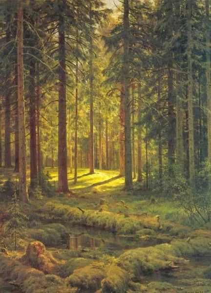 A Coniferous Forest. Sunny Day