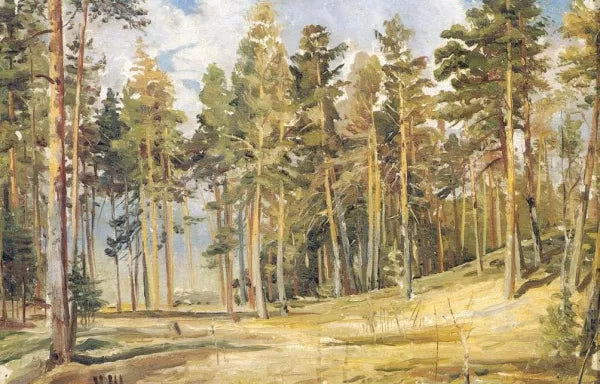 Pines. Sunny Day Etude
