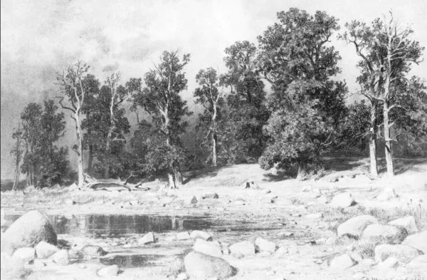 Shore of Oak Grove of Peter the Great in Sestroretsk