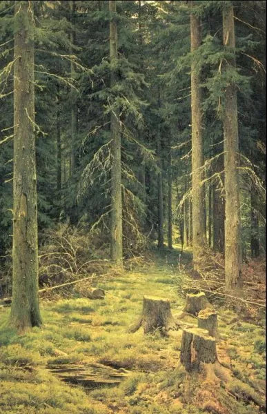 A Coniferous Forest