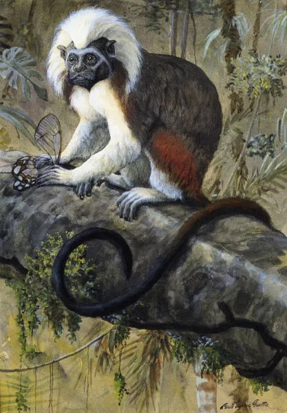 Cotton-Topped Tamarin