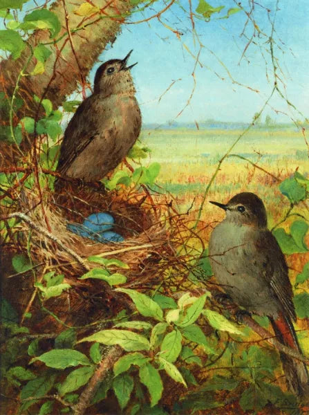 Thrushes Nest