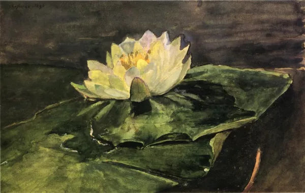 Water Lily