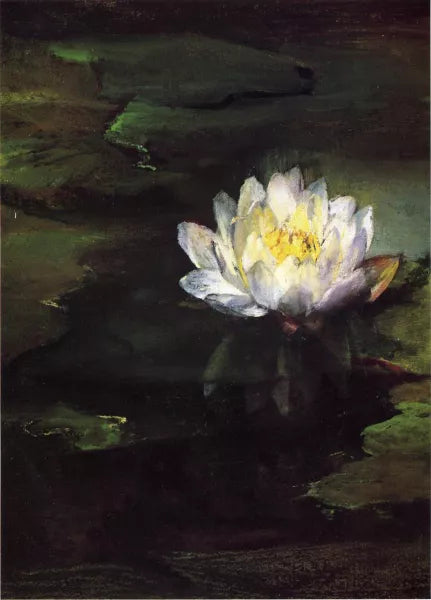 Water-Lily, Study from Nature