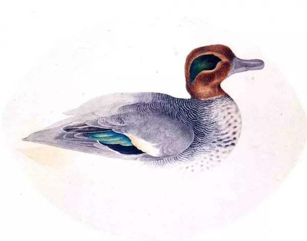 Green Winged Teal