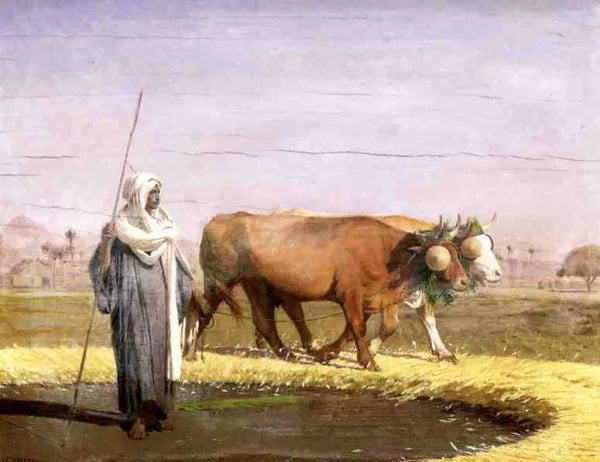 Cows and Cattle