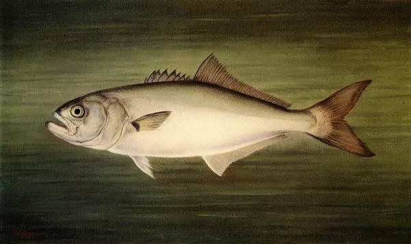Fish and Marine Life