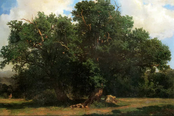Oak Trees