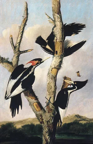 Ivory-Billed Woodpeckers