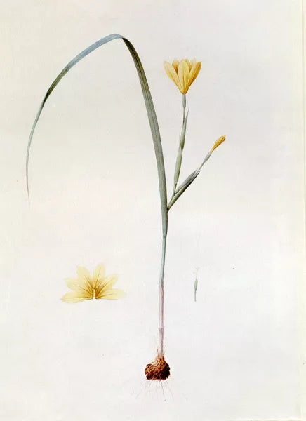 Sisyrinchium Collinum