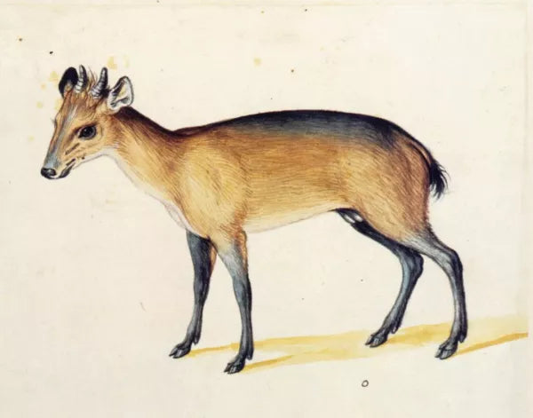Red-Flanked Duiker